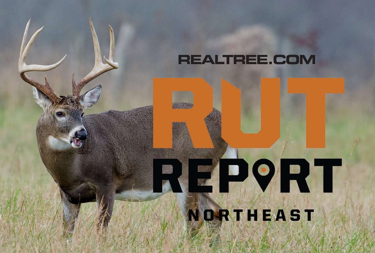Pre-Rut is Ramping Up in the Northeast - Realtree Camo