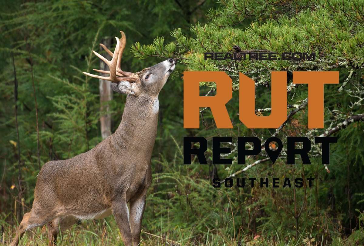 Deer Movement Reports Mixed in the Southeast - image_by_tony_campbell-se