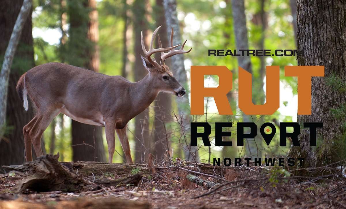 Northwest Rut Report: Expect Good Deer Movement and a Fun Week of Hunting Ahead - image_by_tony_campbell-shutterstock-nw_copy