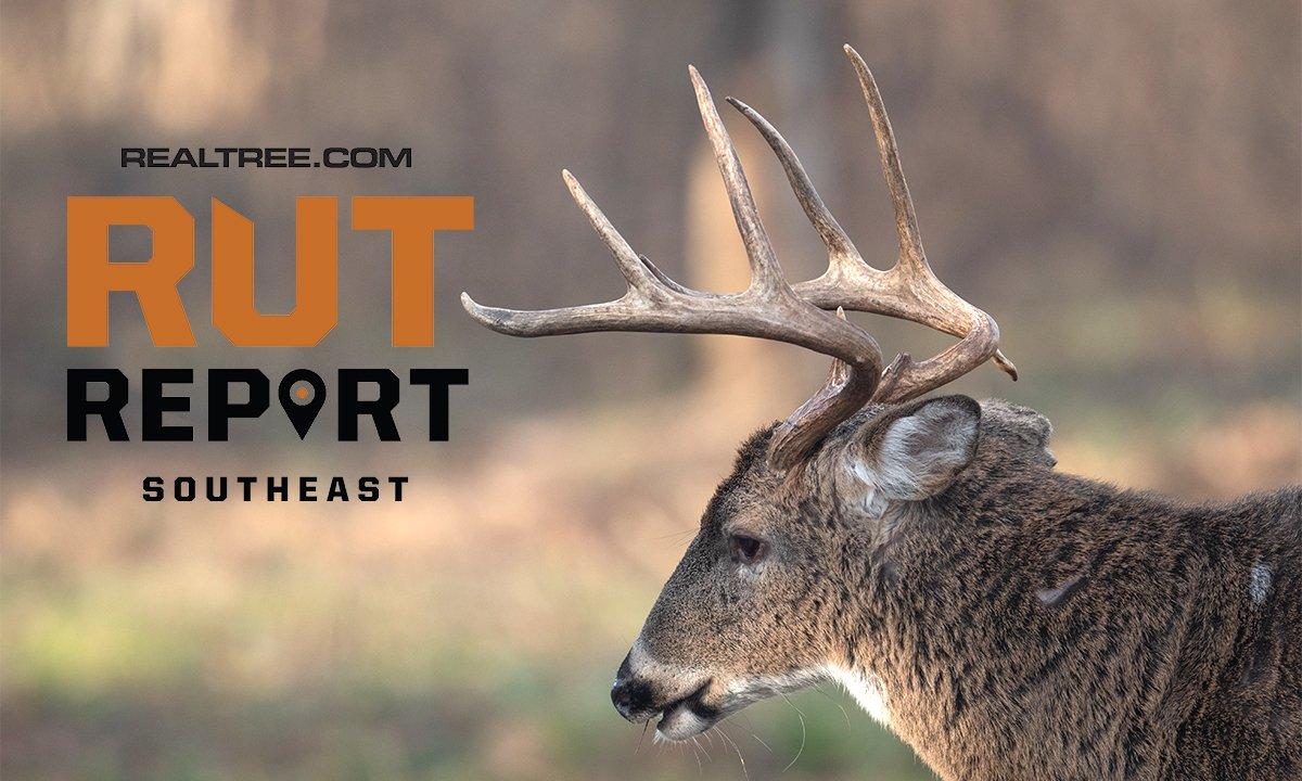 Southeast Rut Report: The Hunting Couldn't Be Much Slower - image_by_tony_campbell-shutterstock-se