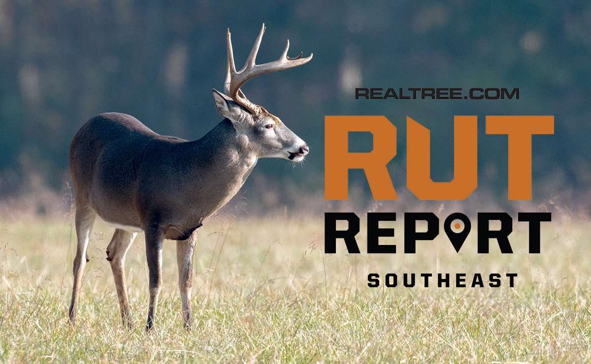 Southeast Rut Report: Action Steady in the Oaks, Mock Scrapes on Fire - image_by_tony_campbell-shutterstock-se_copy