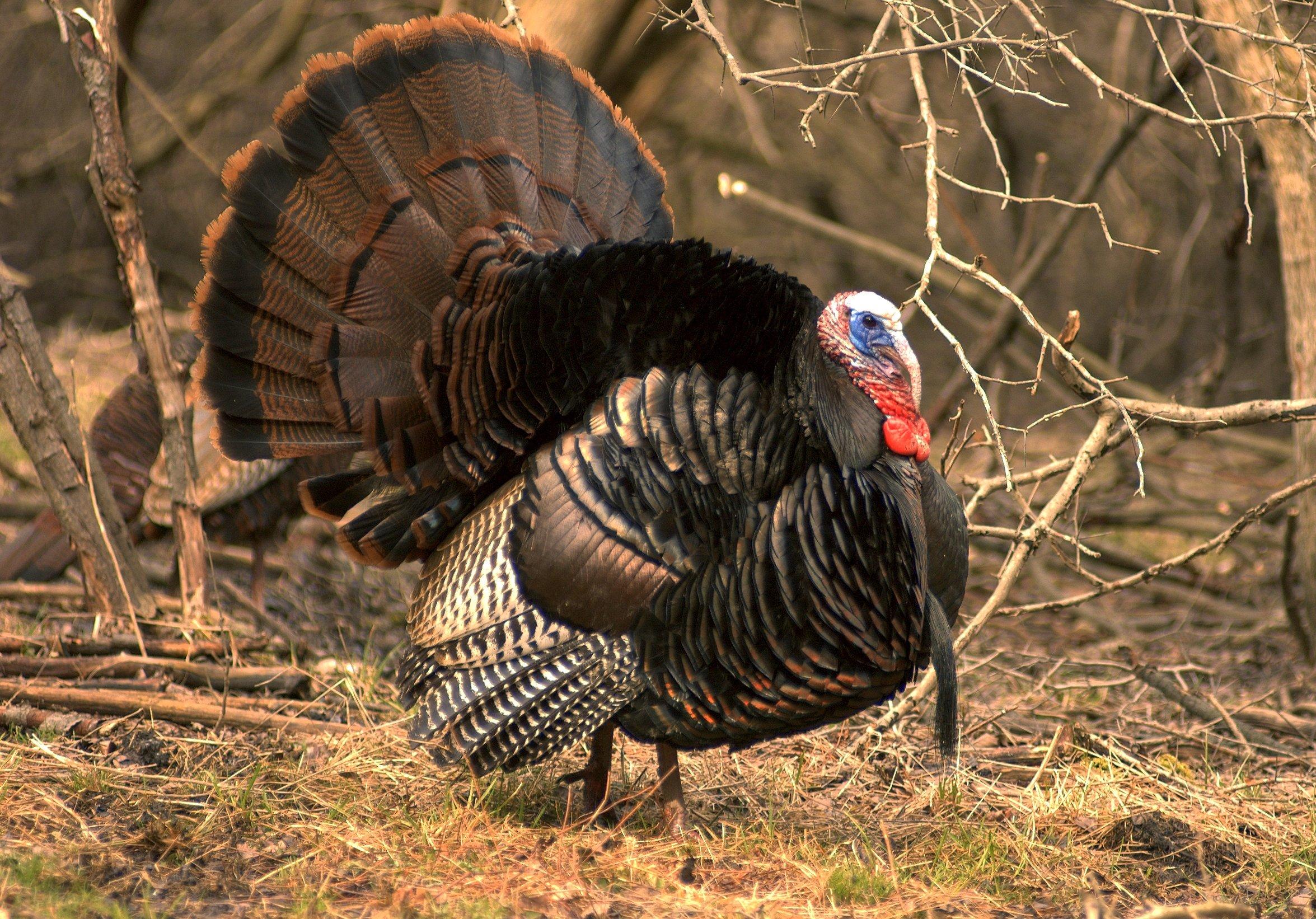 Tyler Jordan believes Alabama's turkey woods will heat up in another week or so. Image by Bruce Macqueen