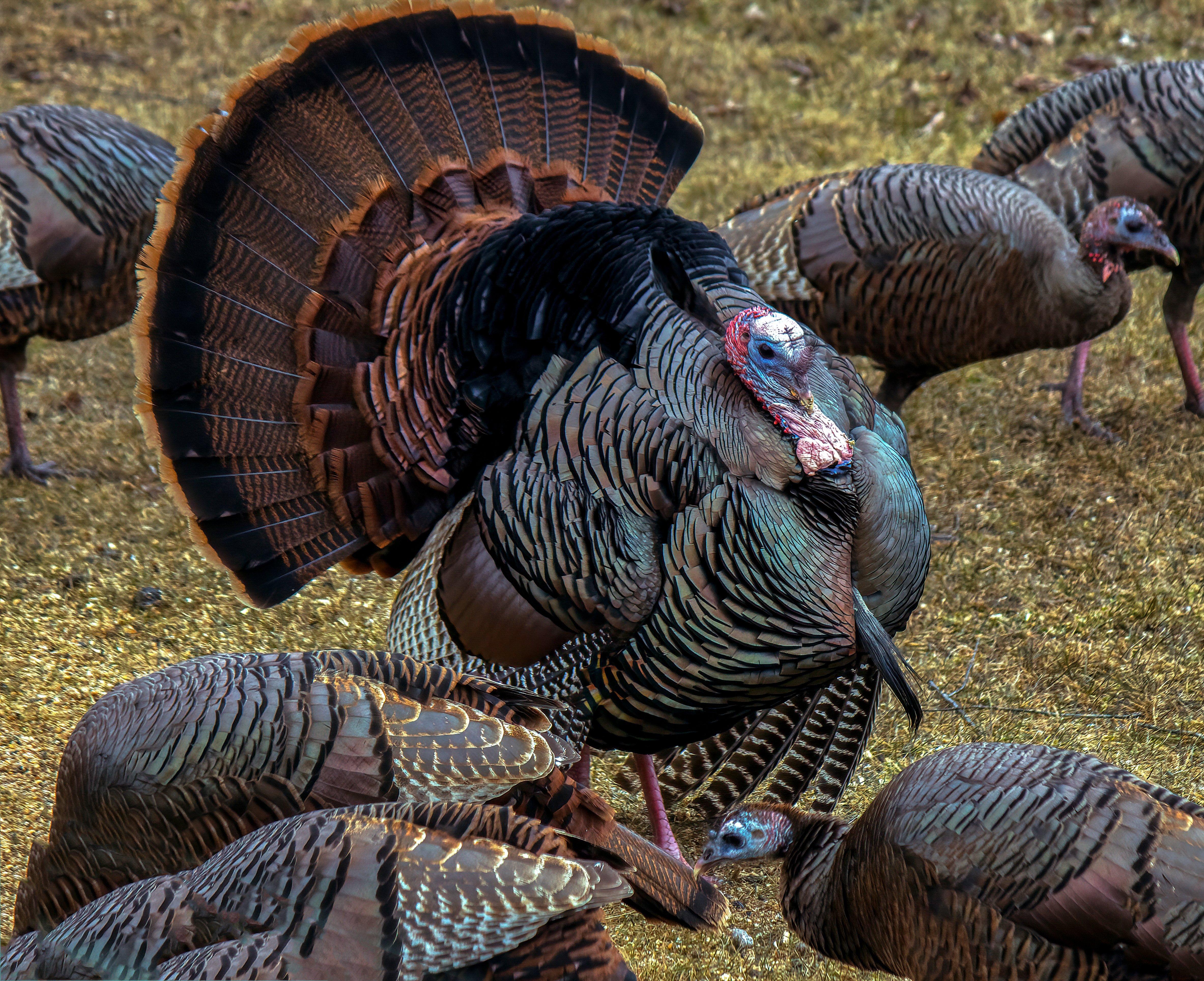 Northeastern gobblers are vocal and strutting. Image by Fiona M. Donnelly