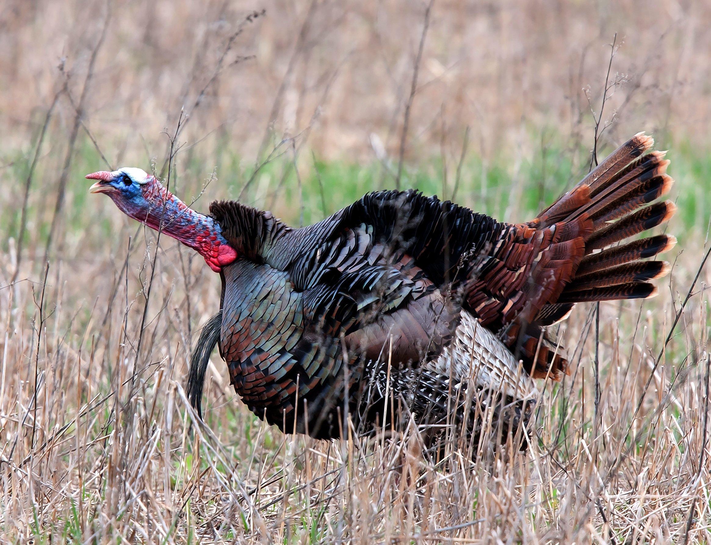 Bagging a bird is all about being in the right place at the right time in Texas right now.  Image by Jim Cummings