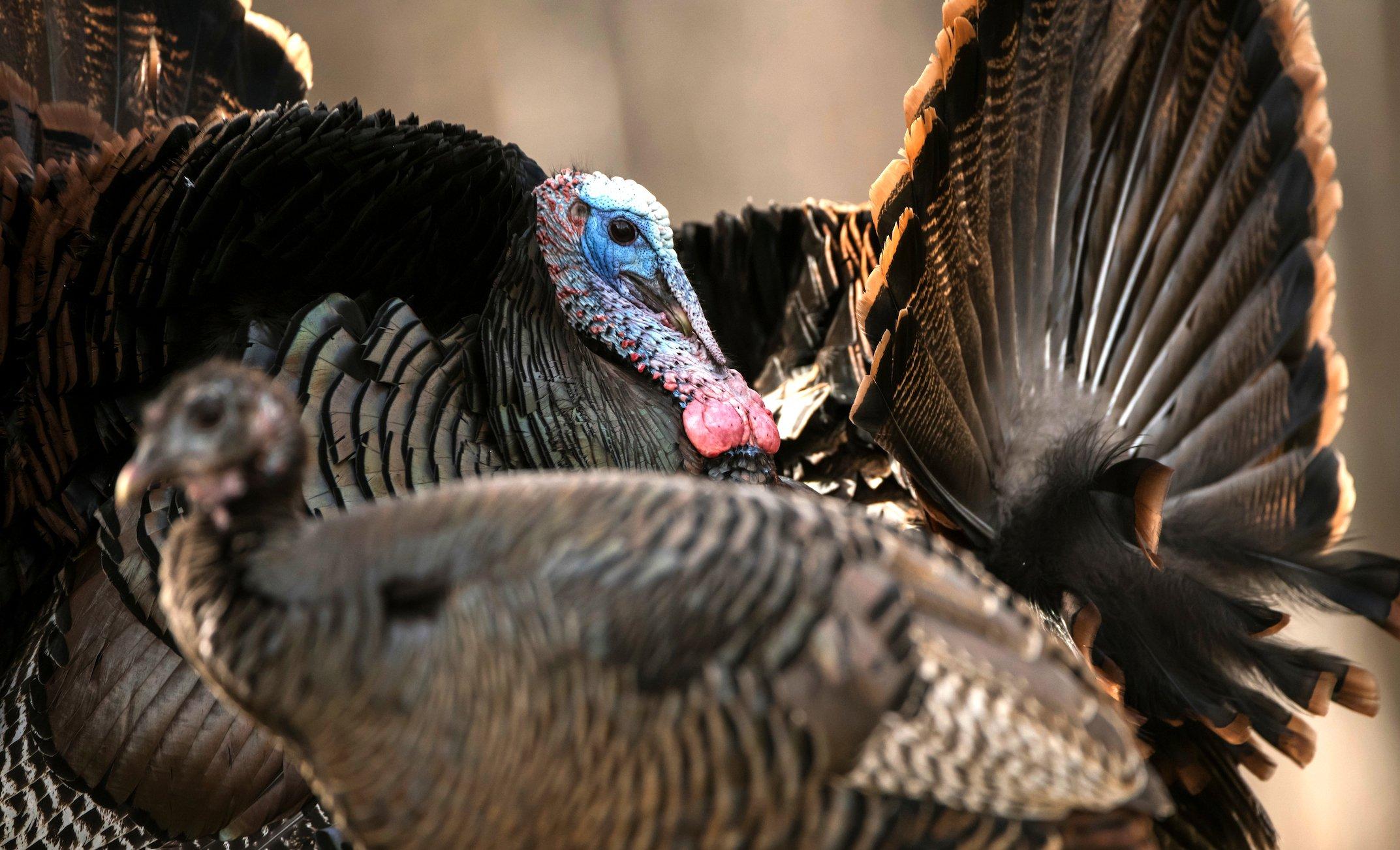 Wild turkey numbers plummeted around the turn of the century nearly to the point of no return. Image by John Hefner