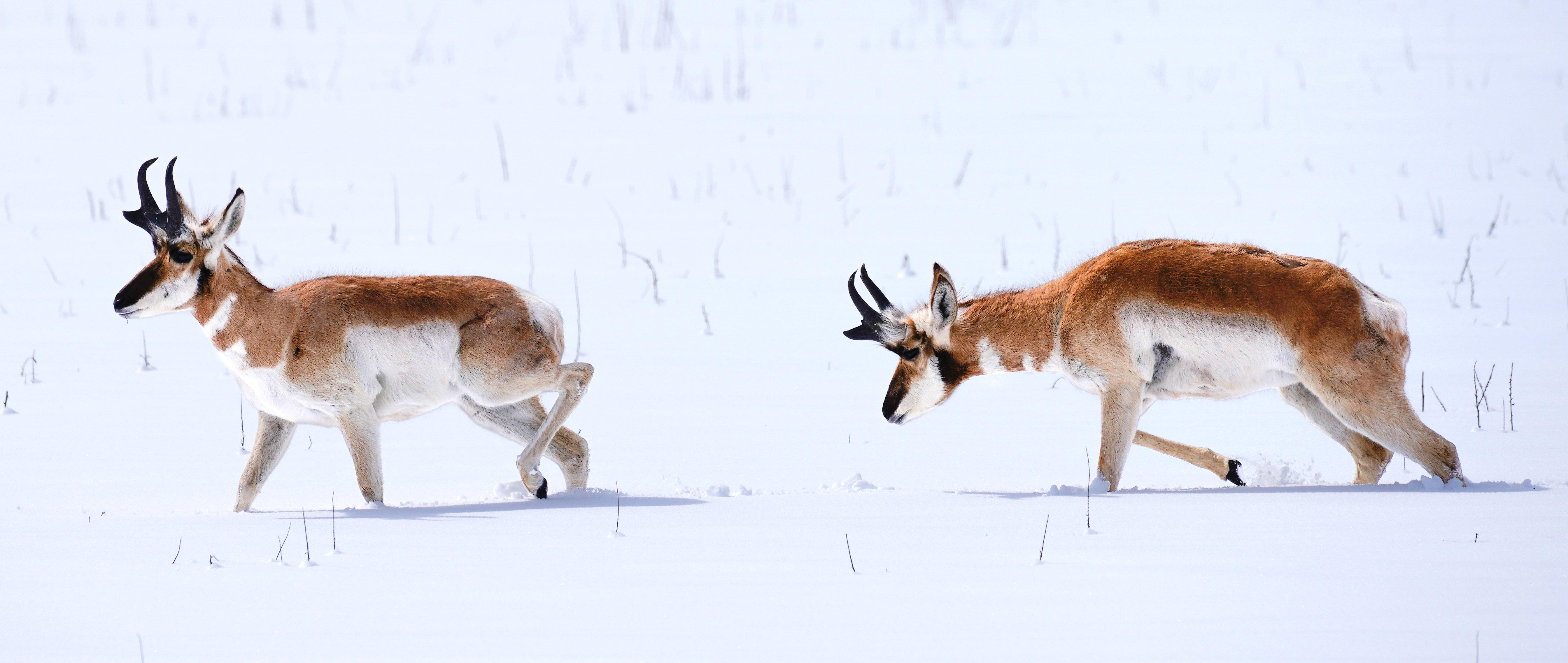 Extreme winter conditions are causing significant wildlife mortality in Wyoming and Colorado. Image by Moment of Perception