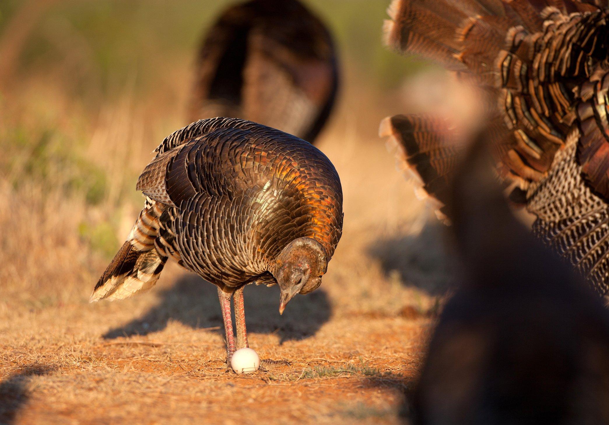 Wild turkeys thrived on the continent when the first Europeans arrived. Image by Russell Graves