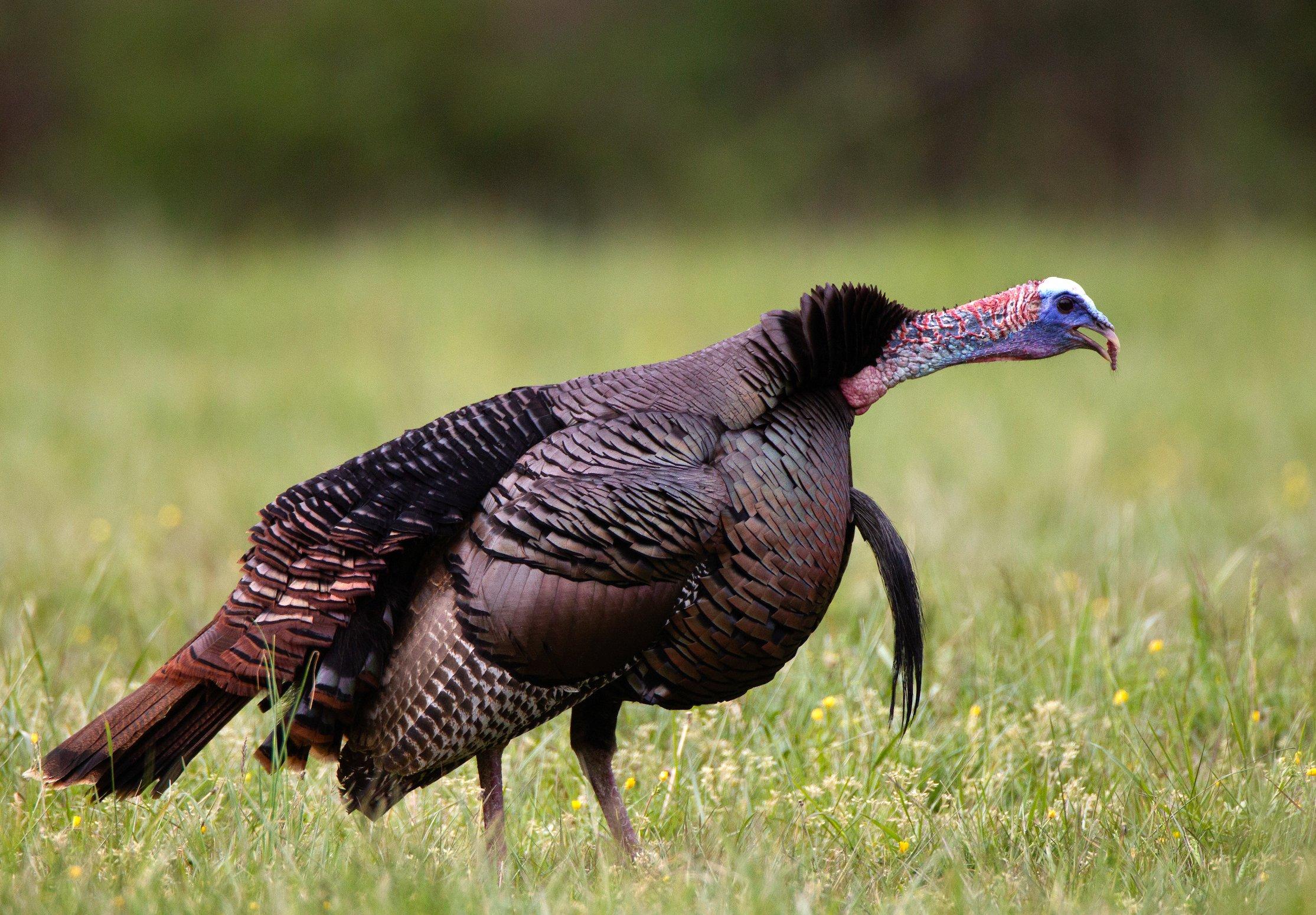 Turkey hunting isn't easy, but getting creative with calling can boost your success. Image by Russell Graves