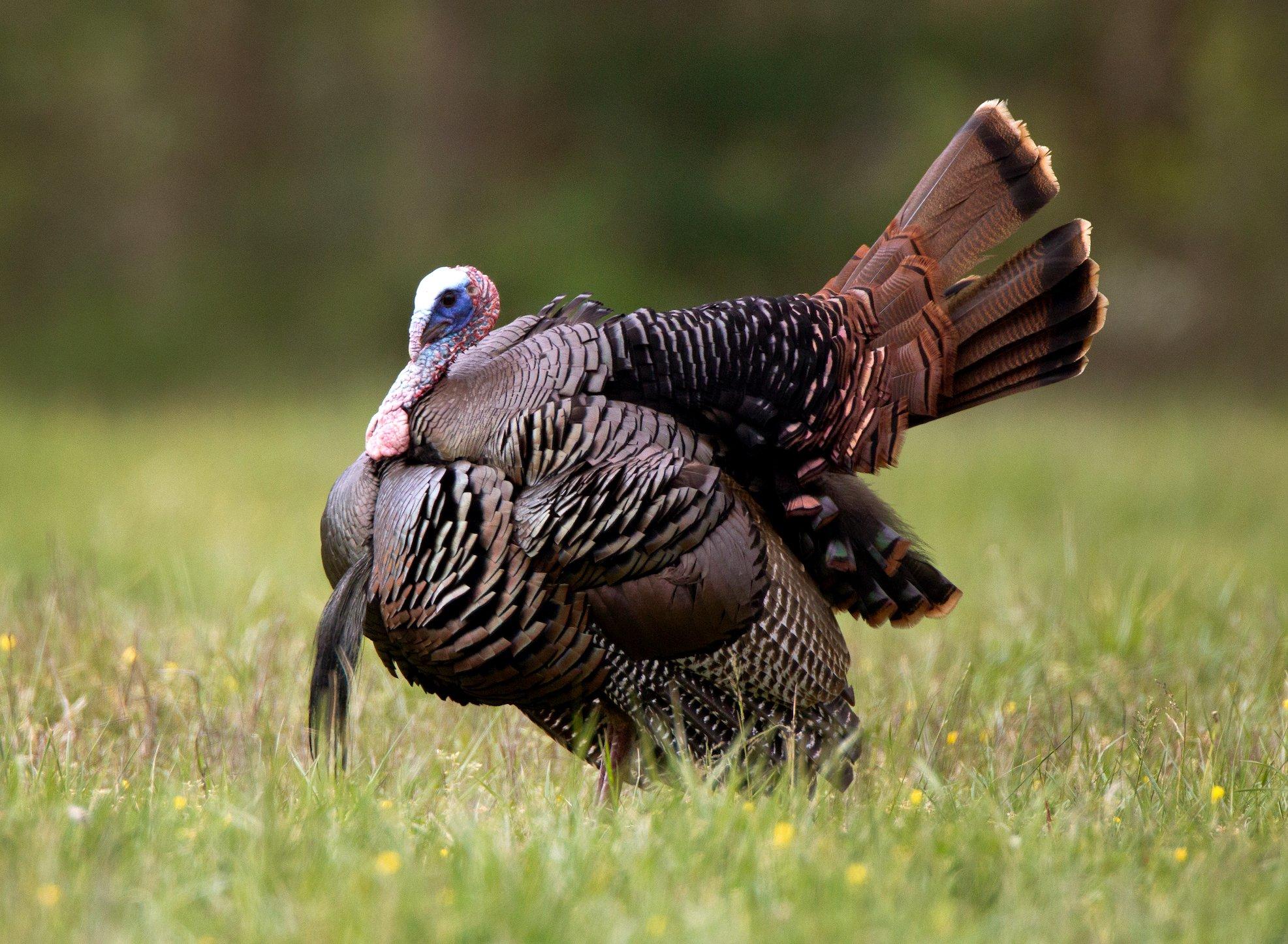 You usually can't call a gobbler to a location he's not comfortable approaching. For example, if you're on one side of a river and he's on the other, he likely won't fly across to your calling. Plan carefully and pick a setup where you think the gobbler wants to go. Image by Russell Graves