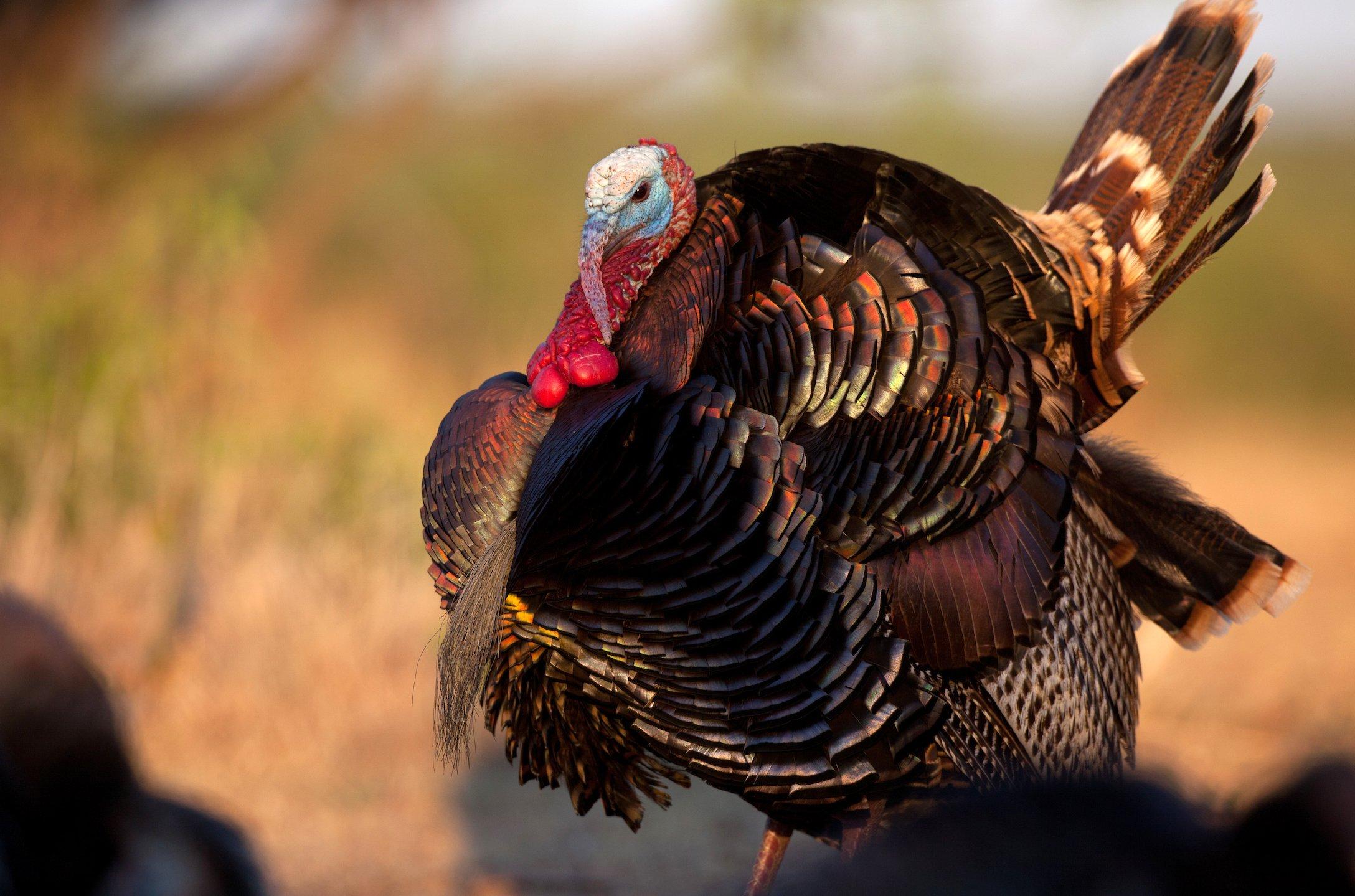 The wild turkey restoration reached its peak across much of the country in the late 1990's and early 2000's. Image by Russell Graves