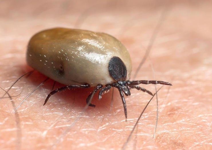 Few things are nastier than a swollen, blood-rich tick. Image by Andrii Afanasiev