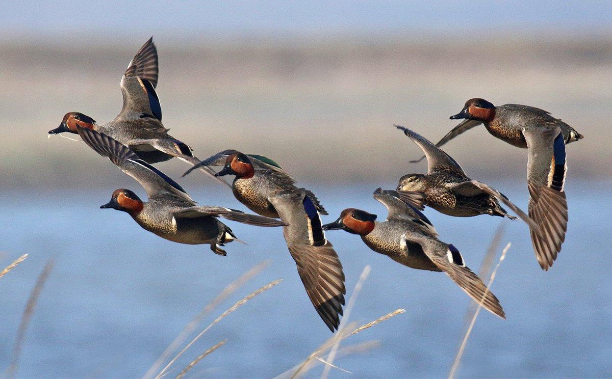 Greenwings are just one of many species hunters enjoy in the Pacific Flyway. Photo by Agami Photo Agency