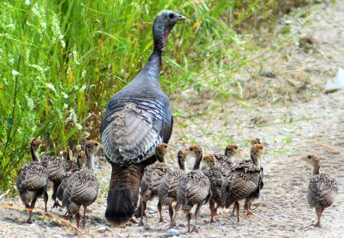 Turkey poult production is down from levels seen 10-15 years ago. Turkey poult production is down from levels seen 10-15 years ago.