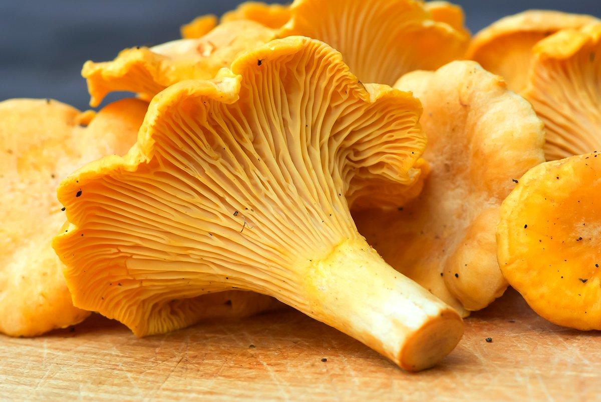 Harvest wild mushrooms by cutting them at the base with a sharp knife. Image by Ann Hagevi / Shutterstock