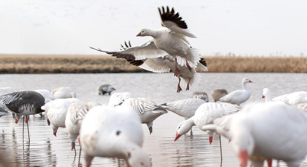 The Pacific Flyway might be the hotspot for Spring 2023 snow goose action. Photo by Austin Ross