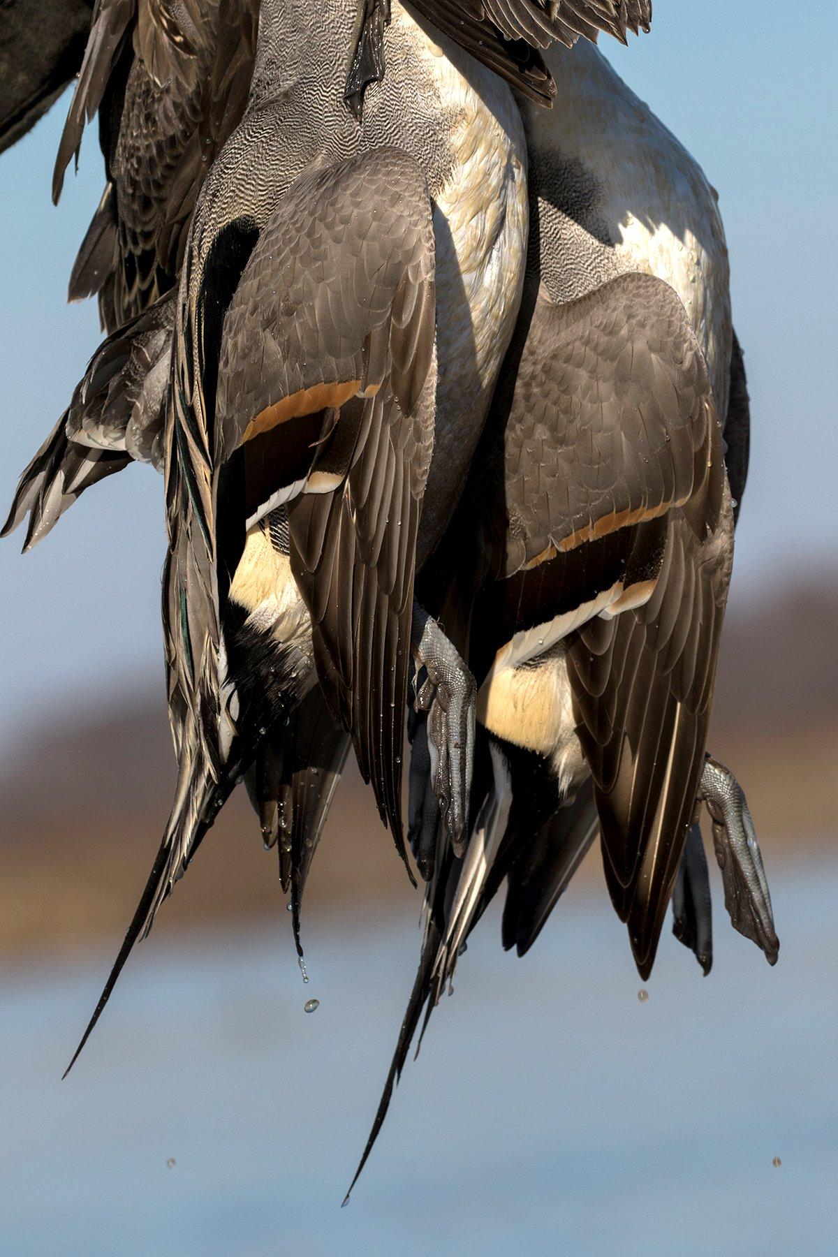 When calling to pintails, don't try to grab their attention. Focus on subtly coercing them to land in your decoys. Photo by Austin Ross