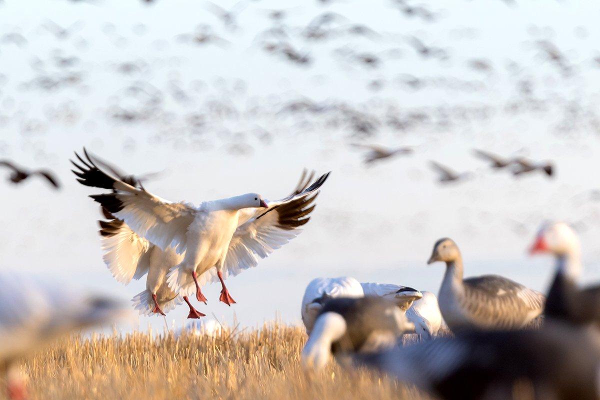 2023 Goose Hunting Outlook - Delta Waterfowl