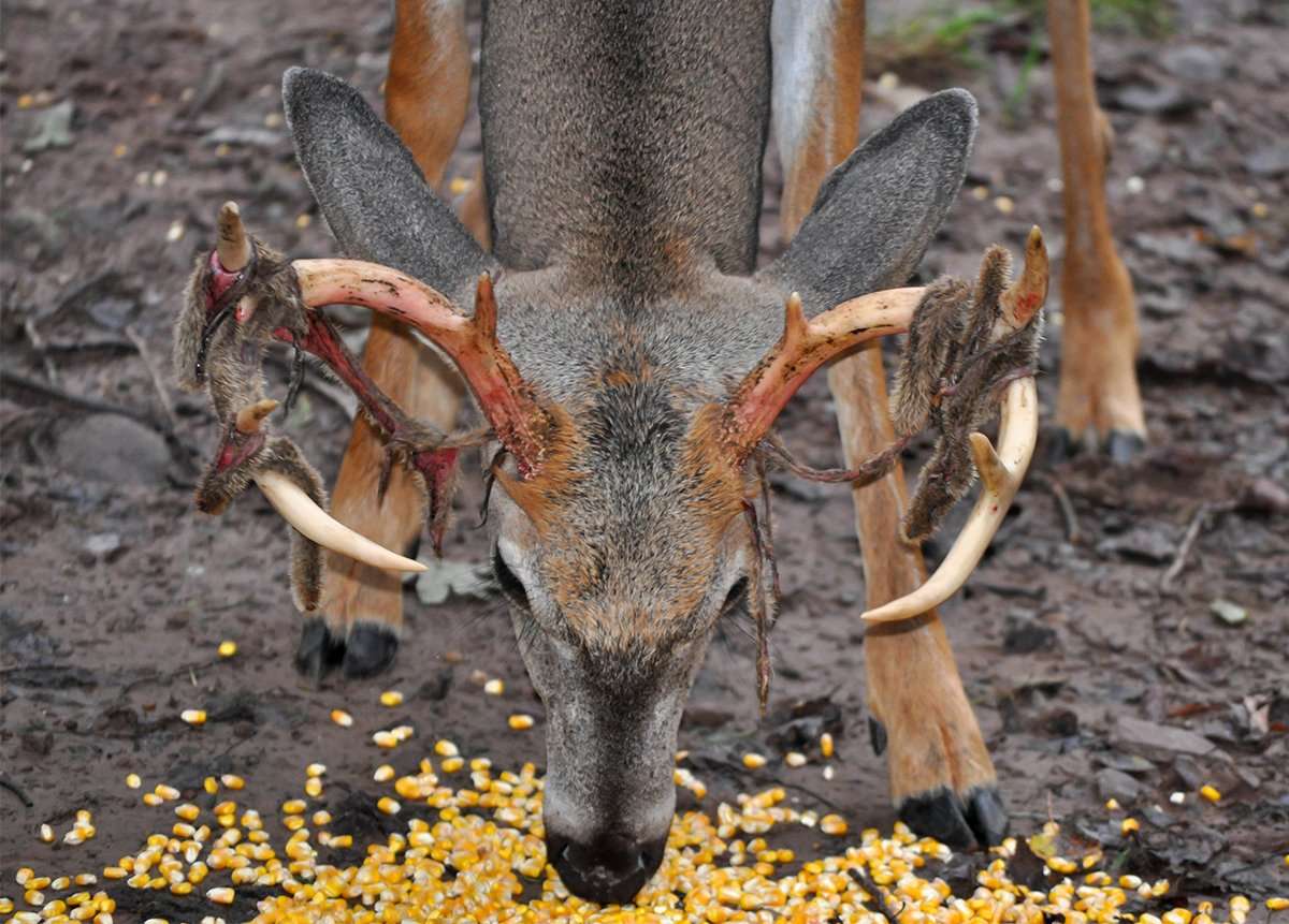 Corn piled on the ground in warm weather can build dangerous levels of aflatoxin. Image by Barbara MacDonald Corn piled on the ground in warm weather can build dangerous levels of aflatoxin. Image by Barbara MacDonald