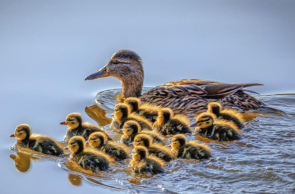 Mallard numbers in North Dakota's 2022 spring survey were up 58 percent. Photo by Barrie Bird