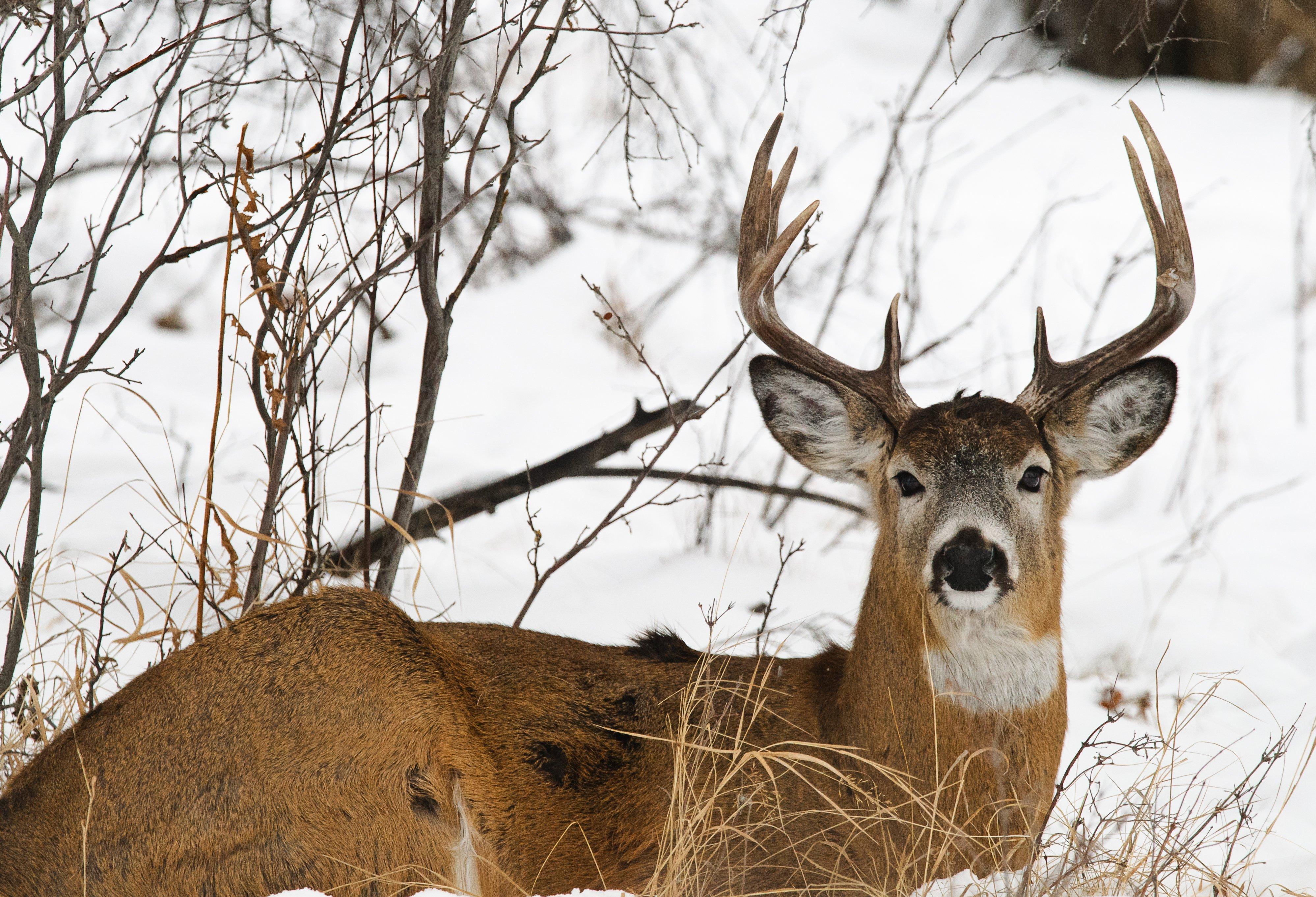 The 2020 buck harvest was the highest in more than a decade. Image by Shutterstock / B.G. Smith