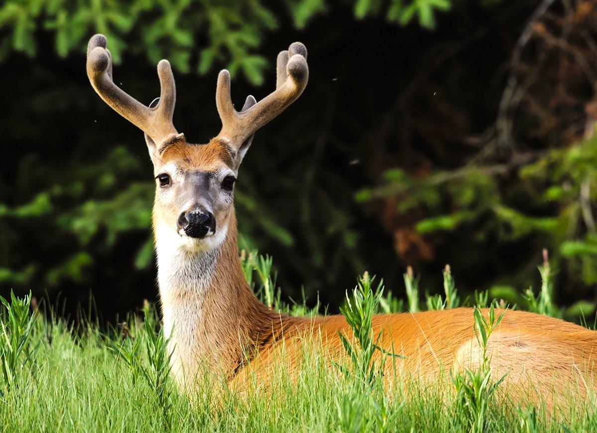 It might be the off-season, but things are happening in the whitetail world. Image by BG Smith