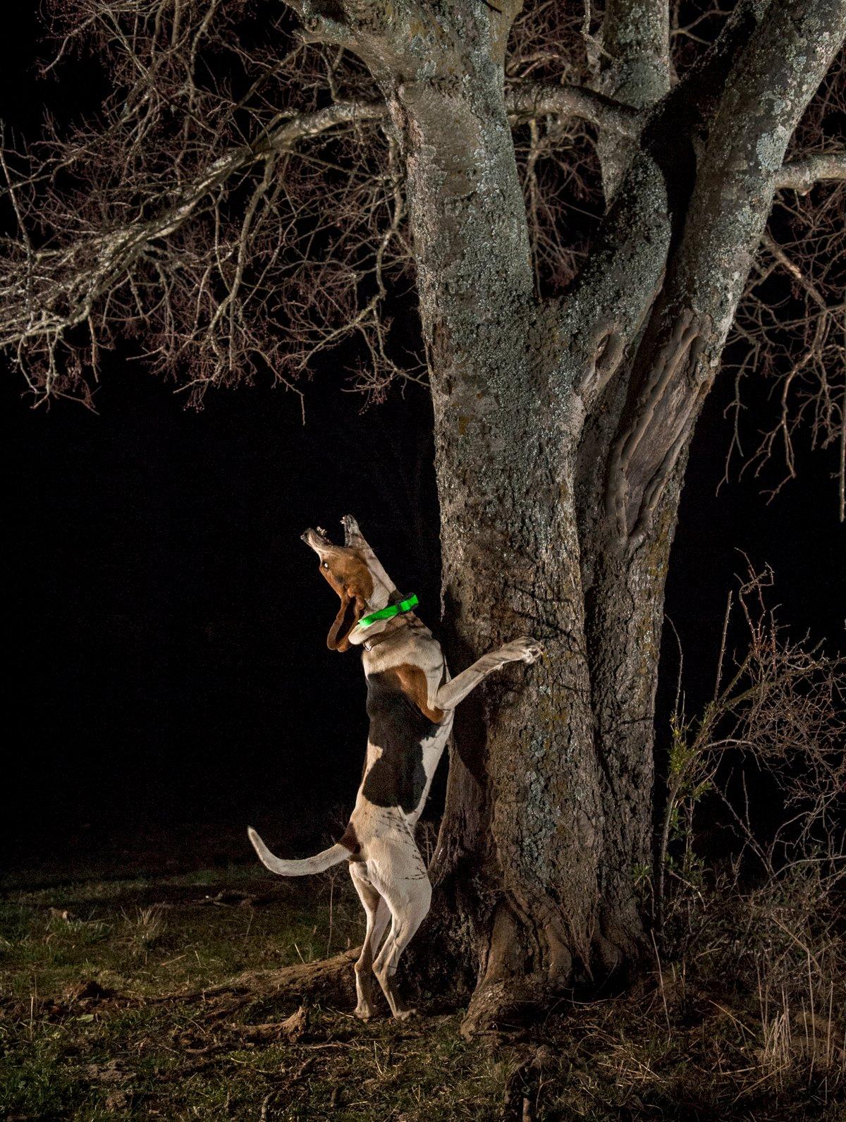 Even though many landowners agree that reducing raccoon numbers would help other wildlife, they are often still reluctant to allow hound hunters on their property.