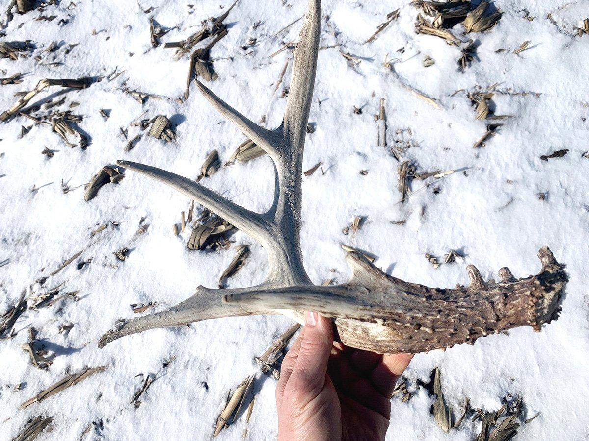A big shed always gets the blood pumping and at minimum, tells you a good buck in the area survived another season. Image by Bill Konway