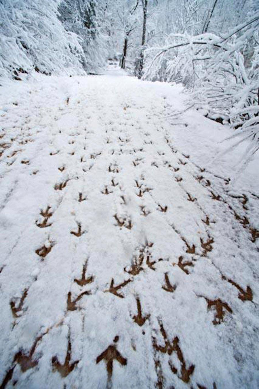 It isn't unusual for large flocks to spend the winter feeding and roosting together.