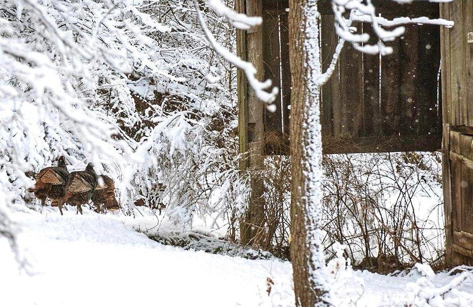 Wild turkeys face a battle with snow and cold temperatures to survive the winter.