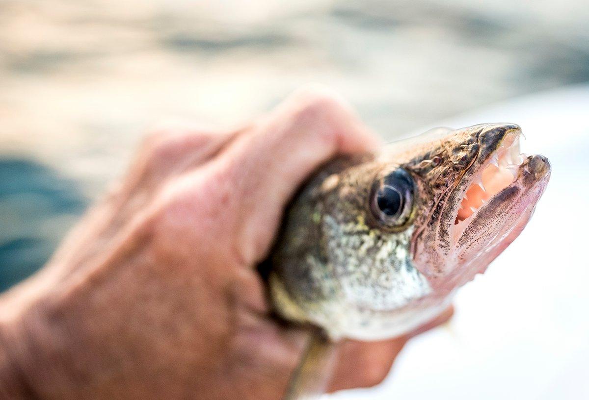 Research Names Walleye Most Midwestern Thing on Earth - Realtree Camo