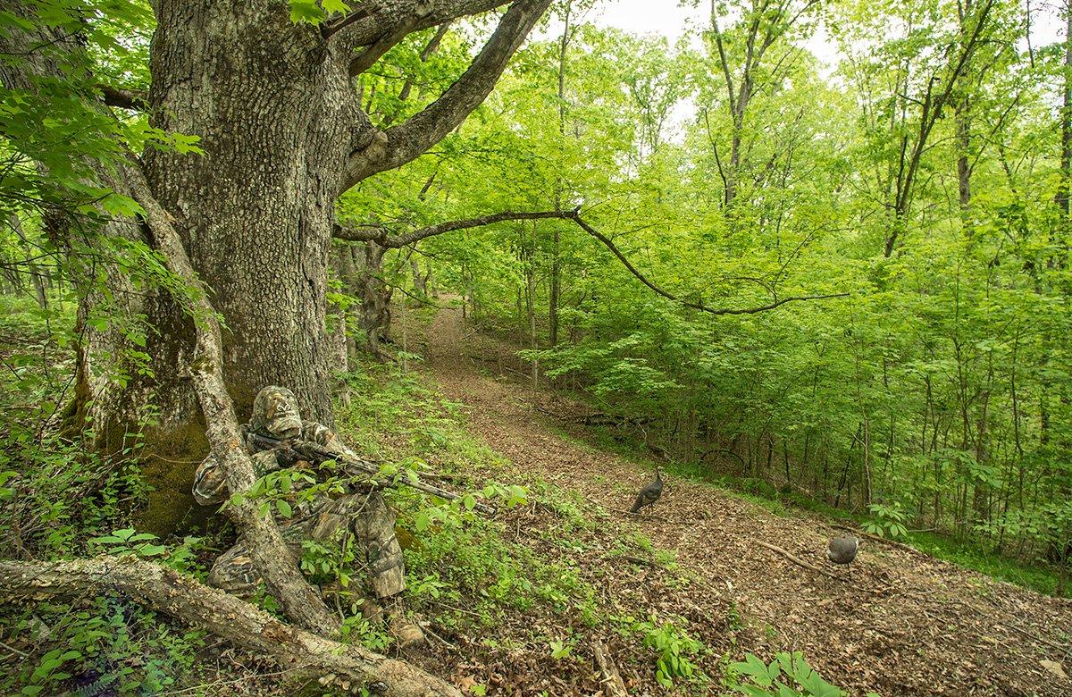 Late season longbeards may be quieter, but, if you can get one to answer you, it will often work to the call. Image by Bill Konway