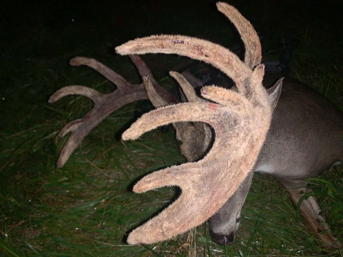 The buck carried heavy mass all the way out the main beam. Image by Brandon Williams The buck carried heavy mass all the way out the main beam. Image by Brandon Williams