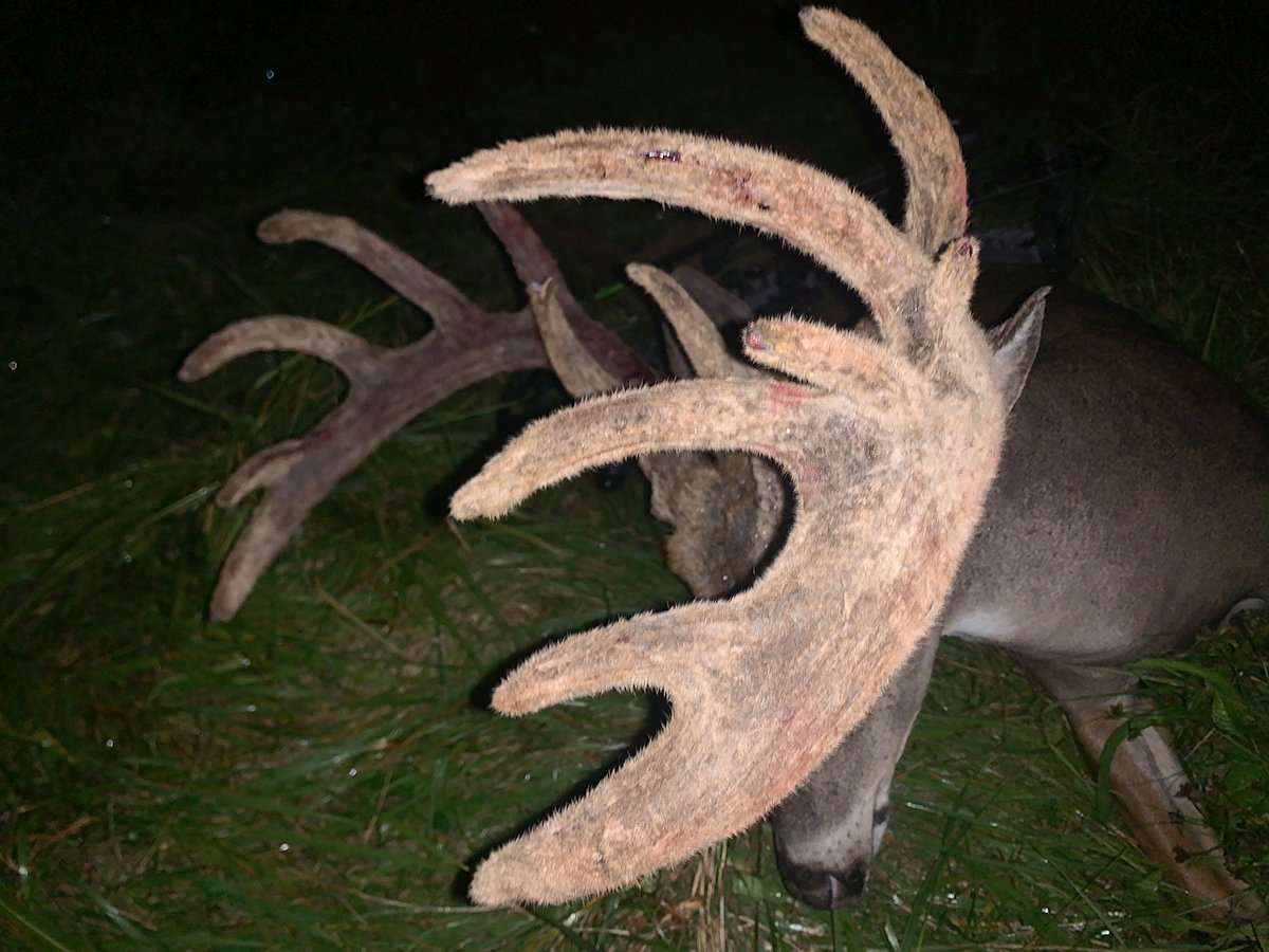 The buck carried heavy mass all the way out the main beam. Image by Brandon Williams