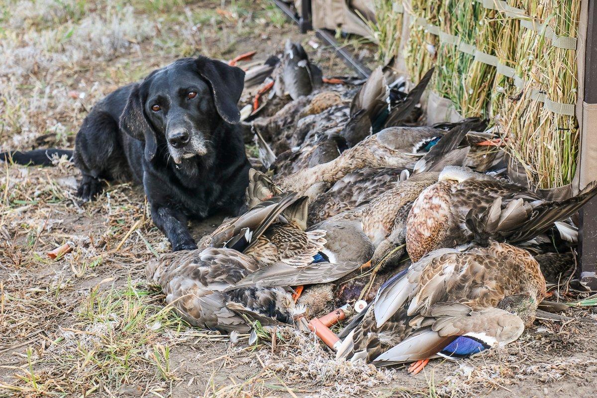 The space afforded by A-frames also lets hunters hide and work retrievers. Photo by Brian Lovett