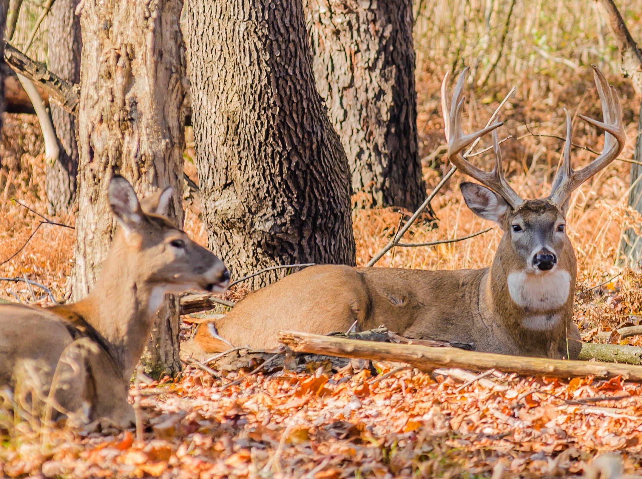 Try a new tactic this deer season. Image by Bruce MacQueen