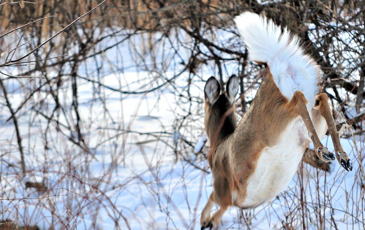 whitetail deer running