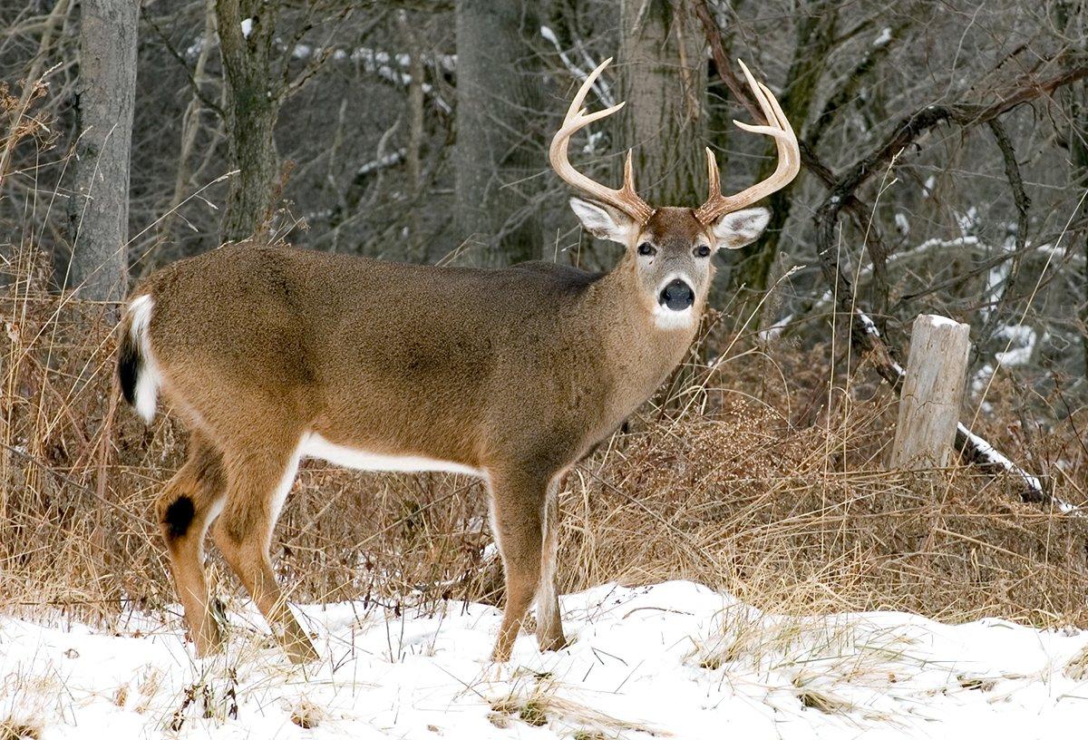 Maryland is home to incredible whitetail hunting. Image by Bruce MacQueen