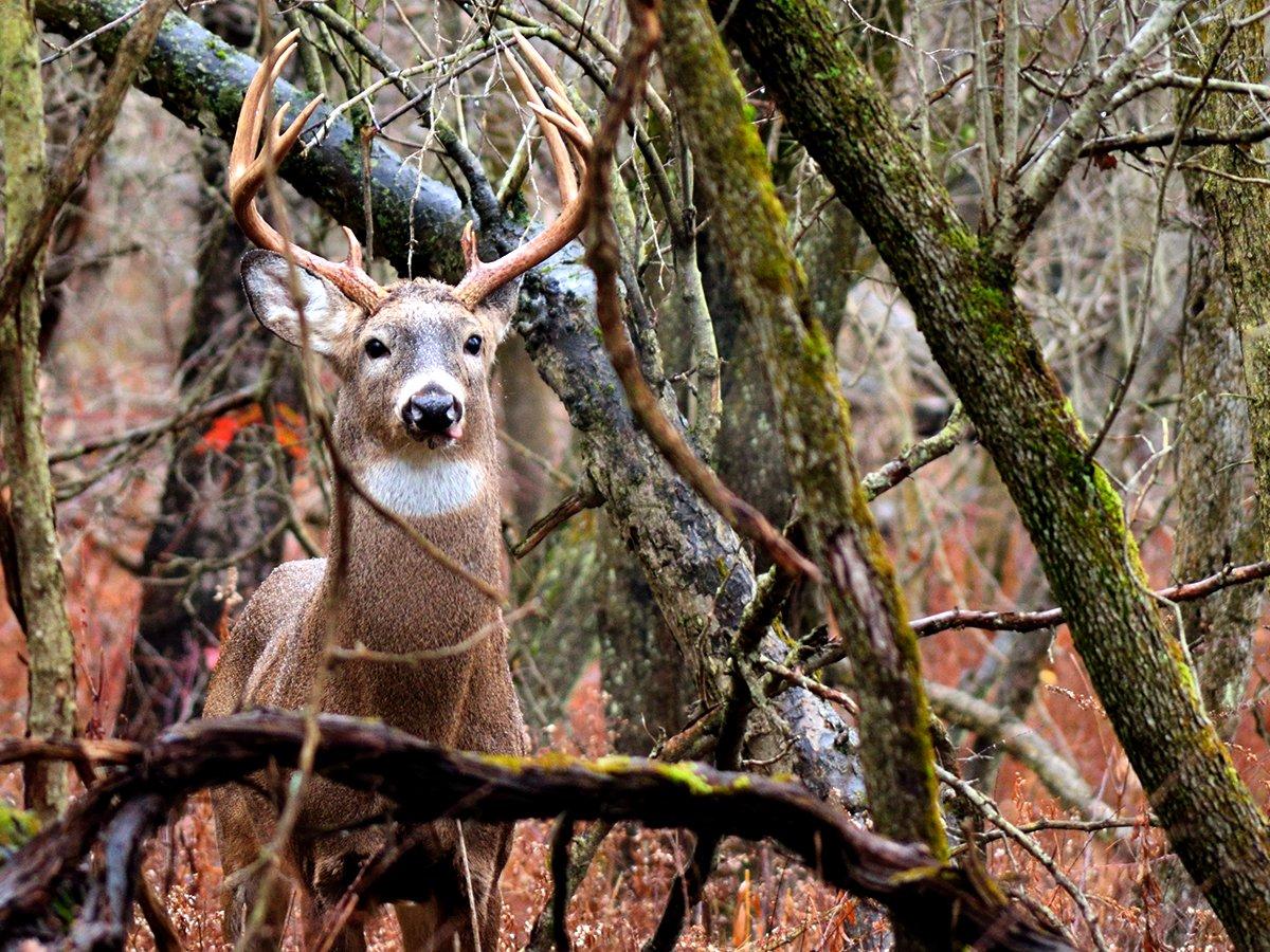 Big deer like areas with high-stem counts. Find these areas. Image by Bruce MacQueen