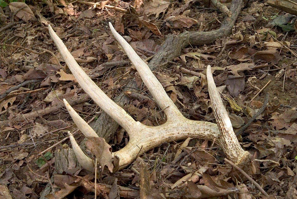 A man searching for antlers stumbled across the remains of amateur mixed martial arts fighter David Koenig. Image by Bryan Eastham / Shutterstock