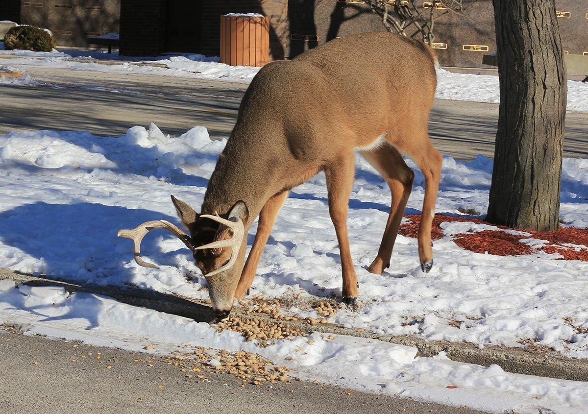 Hunting inside city limits is becoming more popular across America. Image by Busiukas