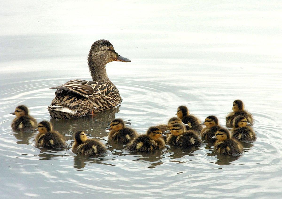 Mallard numbers fell considerably in the 2022 survey, but biologists say the ducks experienced a good nesting season. Photo by Carrie Olson