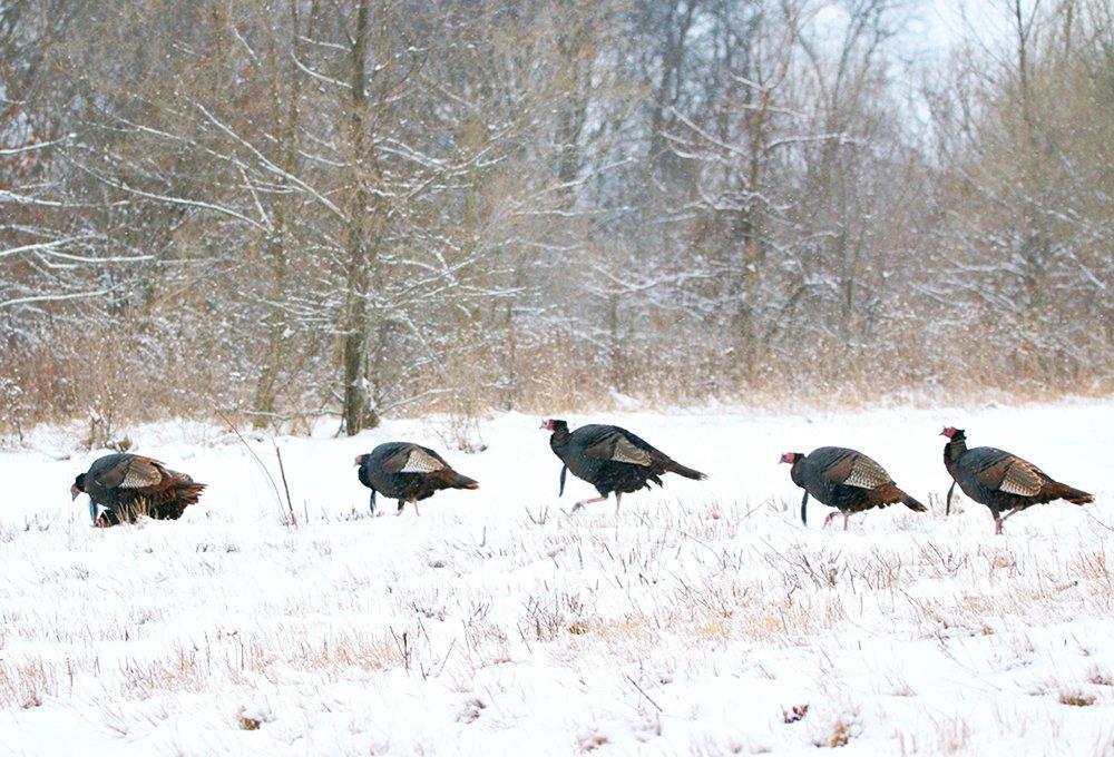 Turkeys tend to flock with their own kind like this small flock of mature gobblers.