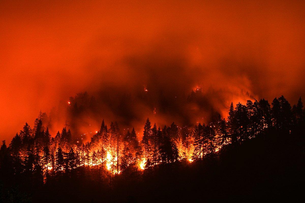 Wildfires displace wildlife, but the green-up in years following a burn can provide attractive habitat. Image by Christian Roberts-Olsen / Shutterstock