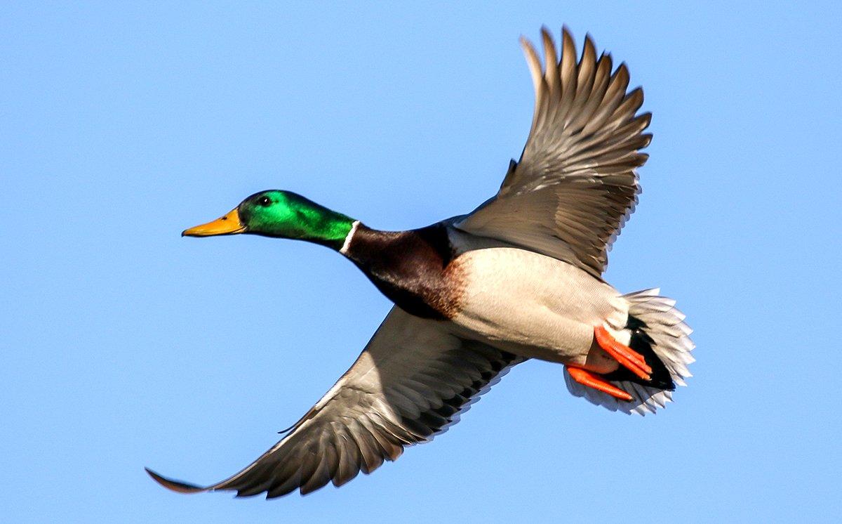 Frigid weather in the North has pushed many ducks, including mallards, into Missouri, Arkansas and other areas. Photo by Cody Grounds