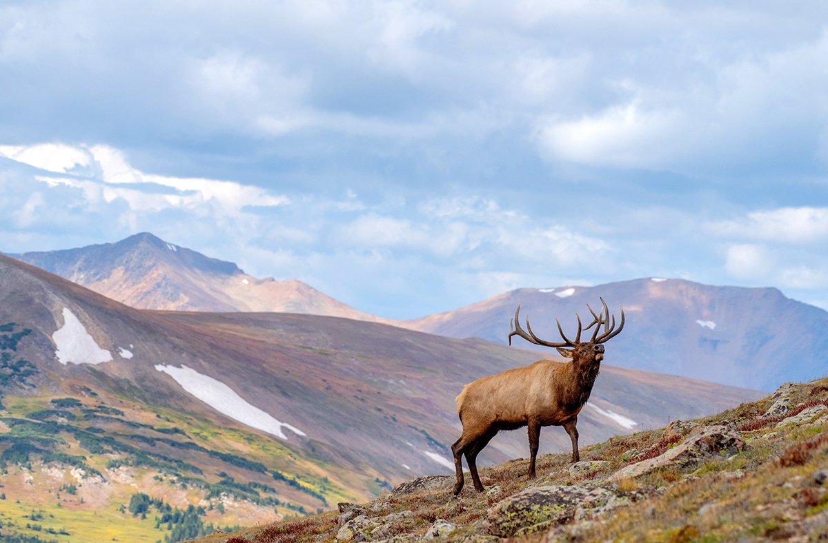 Getting a shot opportunity at an elk is earned. Image by Shutterstock / Cornelius Doppes