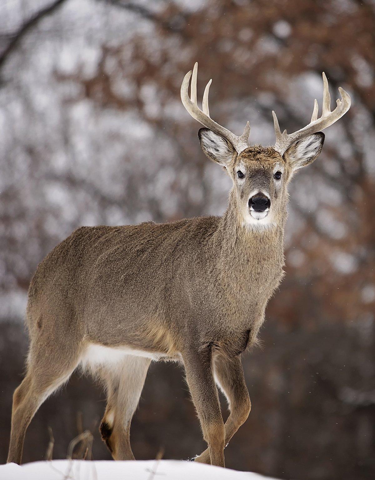 Wisconsin is home to a very large deer herd. Image by Critterbiz