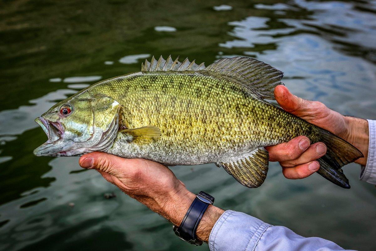 Fall, specifically October, is arguably the best time to catch a smallmouth bass. Here's why. Image by Shutterstock / S Nafzger