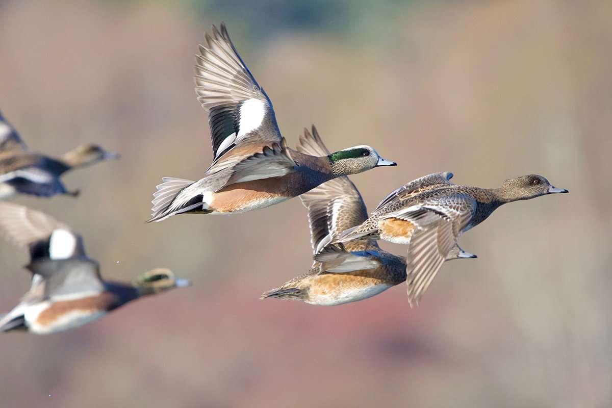 West Coast wigeon numbers look good, up almost 200,000 from their long-term average. Photo by Daniel Bruce Lacy West Coast wigeon numbers look good, up almost 200,000 from their long-term average. Photo by Daniel Bruce Lacy