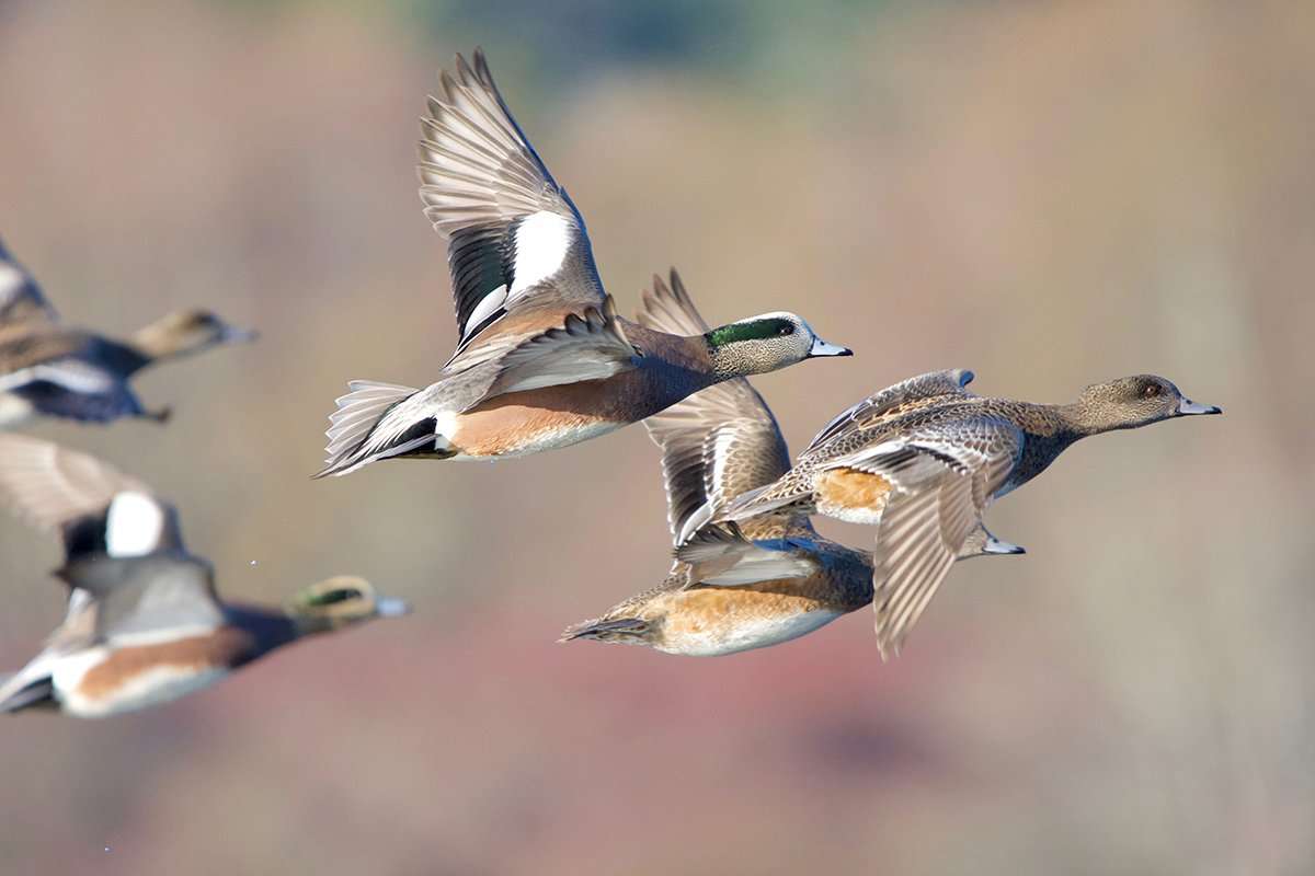 West Coast wigeon numbers look good, up almost 200,000 from their long-term average. Photo by Daniel Bruce Lacy