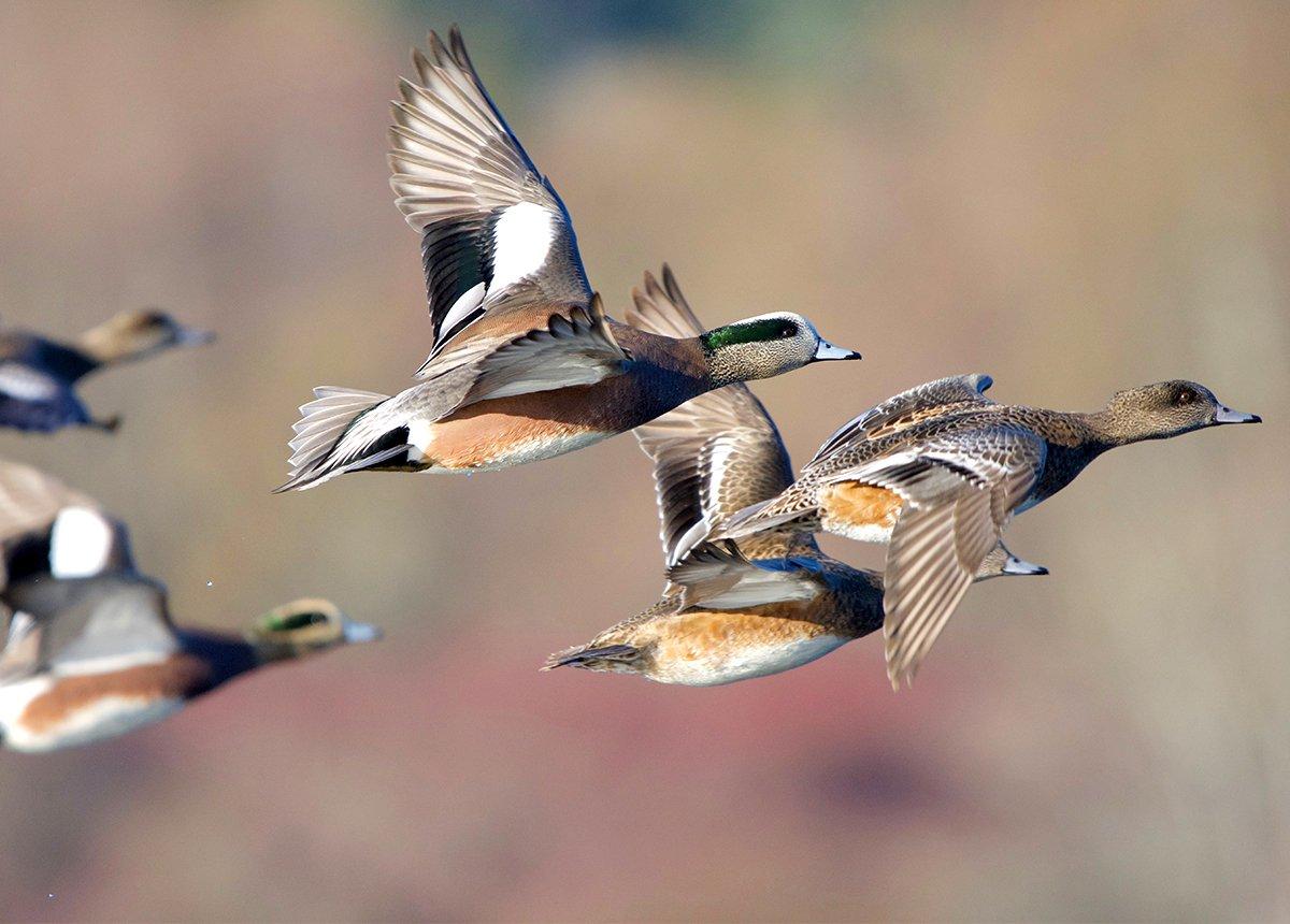 From Alaska to Baja, the Pacific Flyway has seemingly unmatched waterfowl hunting opportunities. Photo by Daniel Bruce Lacy/Shutterstock